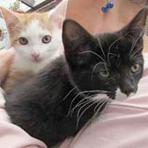Two rescued kittens from Ann & Bill’s Cat & Kitten Rescue, Hornchurch, homed through Cat Chat