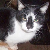 Rescue cat Jasper from Burton-upon-Stather Cat Rescue, Scunthorpe, homed through Cat Chat