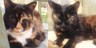 Sister cats homed together from City Cat Shelter Brighton