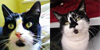 Holly and Dottie from Cat Action Trust 77, Leeds, homed through Cat Chat