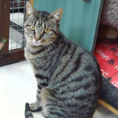 Marley from Marjorie Nash Cat Rescue, Amersham, homed through Cat Chat