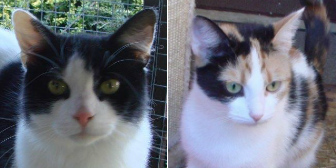 Darwin and Chester from Marjorie Nash Cat Rescue, homed through Cat Chat