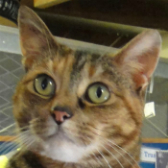 Katrina from National Animal Welfare Trust, Thurrock, homed through Cat Chat