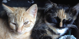 Lily and Honey from Burton Joyce Cat Welfare, Nottingham, homed through Cat Chat