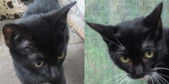 Lulu & Shrimp from Kirkby Cats Home, homed through Cat Chat