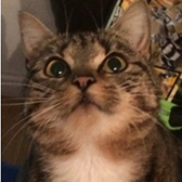 Olivia from Cat Action Trust – Lanarkshire, Lanark, homed through Cat Chat