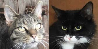 Purdy & Bailey from Kirkby Cats Home, homed through Cat Chat