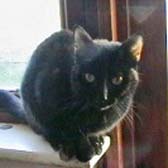 Shadow from Dublin Kitten and Cat Rescue, Dublin, homed through Cat Chat