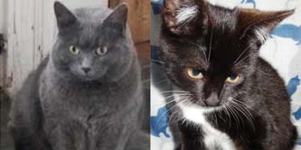 Charlie and Lottie from Little Cottage Rescue, homed through Cat Chat
