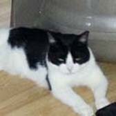 Felix from Kathy’s Cat Rescue, The Wirral, homed through Cat Chat