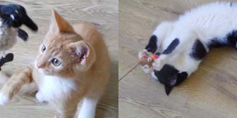 Eddie and Fred from BB's Cat Rescue, homed through Cat Chat