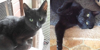 Rescue cats Pepsi and Buster from Kirkby Cats Home, Nottinghamshire, homed through Cat Chat