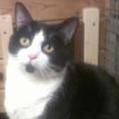 Percy from Cats Protection Biggleswade and District, Biggleswade, homed through Cat Chat