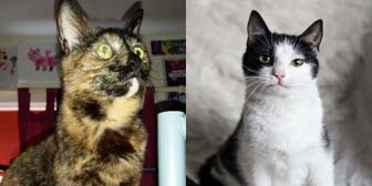 Rosie & Penny from Consett Cats, Consett, homed through Cat Chat