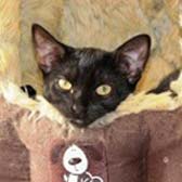 Shadow from Eight Lives Cat Rescue, homed through Cat Chat