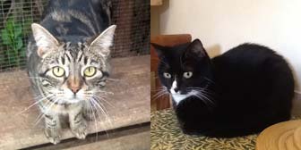 Zeus and Tyson from Grendon Cat Rescue, homed through Cat Chat