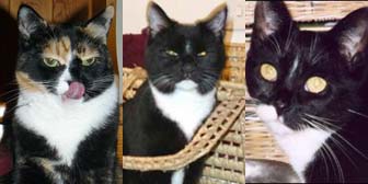 Rescue cats Doreen, Paris and Harvey from Bromley & District Cat Rescue, homed through Cat Chat