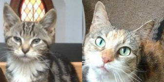 Frisbee and Bo from Nuneaton & Hinckley Cats in Need, Hinckley, homed through Cat Chat