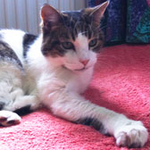 Rescue cat Gertie from 8 Lives Cat Rescue, Sheffield, homed through Cat Chat