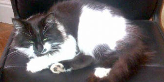 Rescue cat Izzy from Consett Cats, Co Durham, homed through Cat Chat