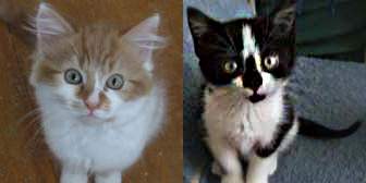 Jackman & Lucy from Cat Action Trust 1977, Kilmarnock, homed through Cat Chat