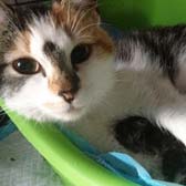 Rescue cat Vera from Canino Animal Welfare, Northampton, homed through Cat Chat