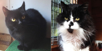 Janie, Sasha and more, from Kirkby Cats Home, Nottingham, homed through Cat Chat