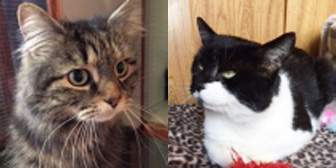 Luna, Binx and Pepper, from Aylesbury Cat Rescue, Buckinghamshire, homed through Cat Chat