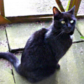 Smithy, from Marjorie Nash Cat Rescue, Amersham, homed through Cat Chat