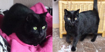 Tickle & Woody, from All Animal Rescue, Southampton homed through Cat Chat
