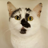 Cassie, from Peterborough Cat Rescue, Peterborough, homed through Cat Chat