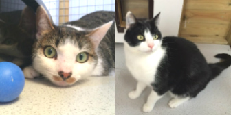 Cosmo & Dibs from Blue Cross Rehoming Network (County Durham), Durham, homed through CatChat