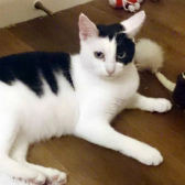Pickle, from Cats Protection, Grimsby & District, homed through Cat Chat