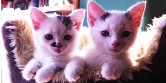 Pixi & Pudsey from 8 Lives Cat Rescue, homed through Cat Chat
