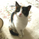 Polly from Little Cottage Rescue, Luton, homed through CatChat
