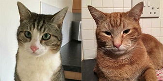 George & Stevie from Neutering 4 Paws, Wigan, homed through Cat Chat