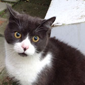 Felix from Maesteg Animal Welfare Society, Bridgend, homed through Cat Chat