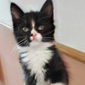 Larry, Frankie, Jackson & Jagger, from Cats in Need, Hinckley, homed through Cat Chat