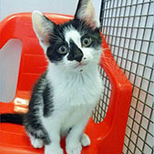 Louie from National Animal Welfare Trust, Clacton, homed through Cat Chat