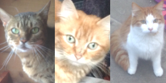 Abi, Matilda & Stan from  Maesteg Animal Welfare Society, Bridgend, homed through Cat Chat