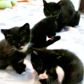 Three black kittens & mum, from Kathy's Cats Rescue, The Wirral, homed through Cat Chat