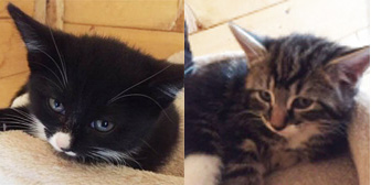 Rosie & Jim & others, from Little Cottage Rescue, Luton, homed through Cat Chat
