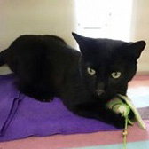 Troy/Percy from Mitzi's Kitty Corner, Totnes, homed through Cat Chat