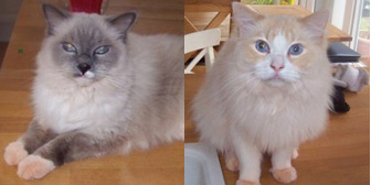 Boots & Mittens, from Beverley & Pockington Cats Protection, Beverley, homed through Cat Chat