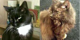 Jessie & Sasha, from Babs Cats, Swanley, homed through Cat Chat