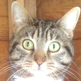 Wendy from Maesteg Animal Welfare Society, Bridgend, homed through Cat Chat