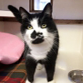 Pudda Wooda, from Cramar Cat Rescue & Sanctuary, Birmingham, homed through Cat Chat