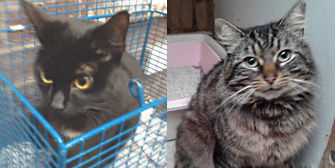 Zoe and Billy and more, from Kirkby Cats Home, Nottingham, homed through Cat Chat