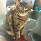 Maisie from Cat Action Trust 1977, Doncaster South, homed through Cat Chat