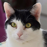 Shadow from Cat Welfare, Luton and Little Cottage Rescue, Luton, homed through Cat Chat